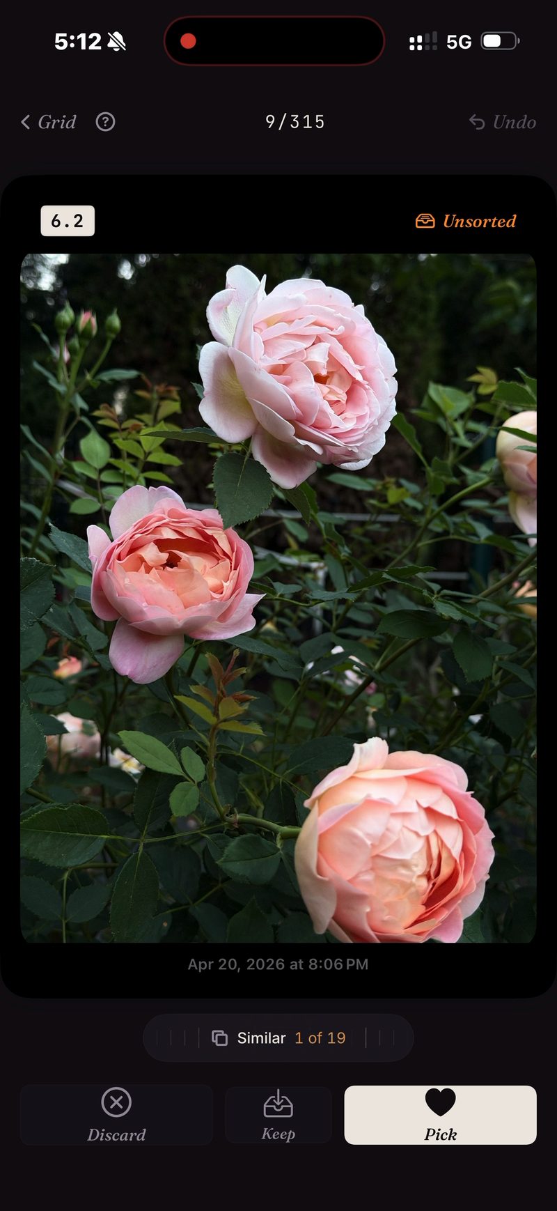Nineteen takes of the same rose on SpectraSort's Similar wheel — Similar 1 of 19, with Discard, Keep and Pick below